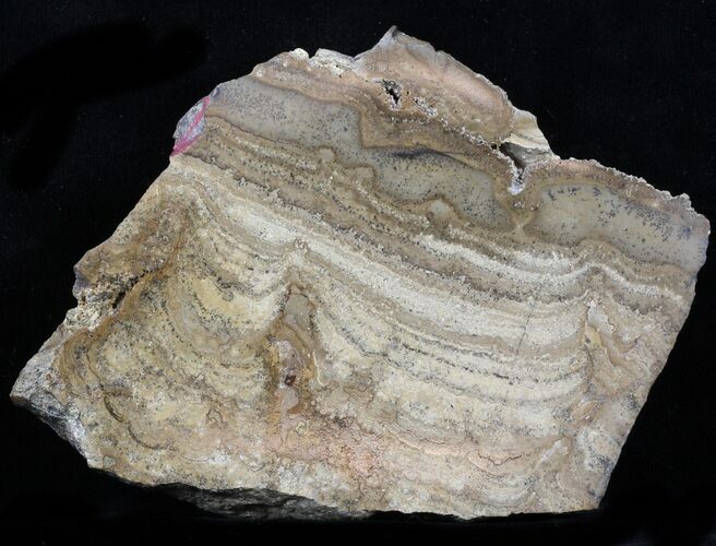 Polished Miocene Stromatolite (Chlorellopsis) - Crimea #57572
